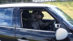 In Nuova Zelanda i cani guidano l'auto. Il mitico video Youtube