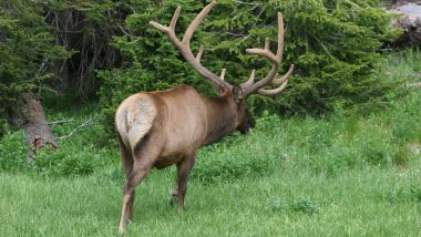 Da quelle parti, le collisioni con animali selvatici sono all'ordine del giorno (foto: Wikimedia Commons)