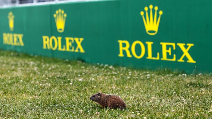 F1 GP Canada 2023, Montreal: una marmotta nei pressi del circuito Gilles Villeneuve