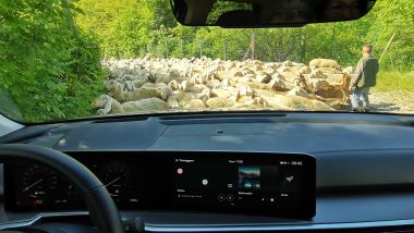 Faccia a faccia con un gregge di pecore, al volante della Kia Sorento HEV