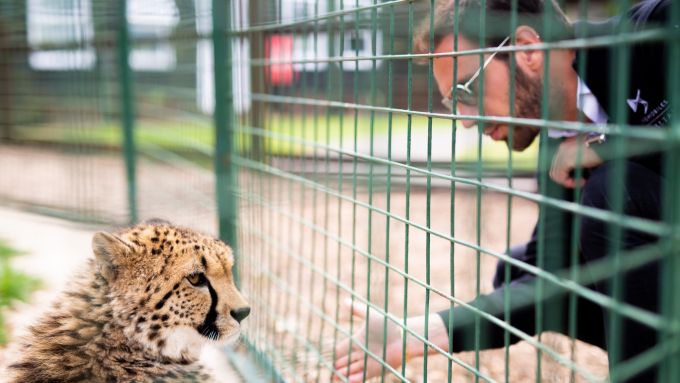 Ds Techeetah Adotta Il Ghepardo Vergne Ambasciatore Motorbox