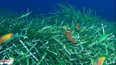 Hyundai Mission to Blue: il sostegno della casa coreana per un ecosistema libero da inquinanti