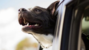 In viaggio con il cane a bordo dell'auto - Foto di Andrew Pons su Unsplash