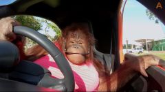 Una scimmia guida la Renault Twizy. Il video