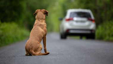 Nuovo codice della strada: pene più severe per chi abbandona un animale in strada