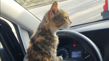 Viaggiare in auto con un gatto - Foto di El Messaoudi Farid su Unsplash